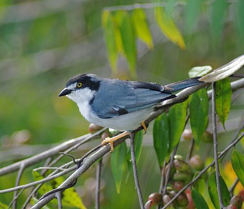 Hooded tanager